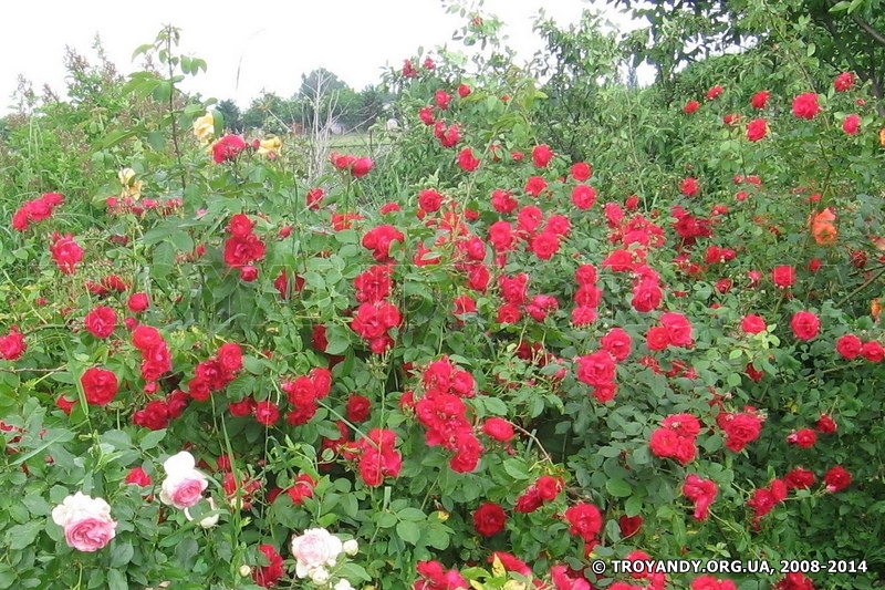 Paul's Scarlet Climber